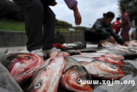 夢見很多大魚|夢見大魚是什麼意思？做夢夢見大魚好不好？